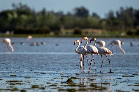 Doñana Nationalpark