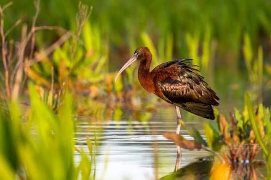 Doñana Nationalpark